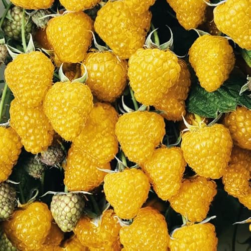 Jaune Framboise Golden Queen 2L - Plante de Jardin, Arbres fruitiers - la Décoration Parfaite pour Votre Propriété - Pour les Débutants et les Jardiniers Professionnels