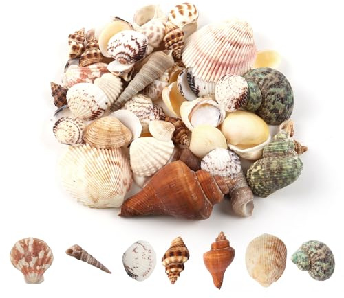 Yuqilin 200g Coquillage Decoration, Coquille de Conque Naturelle, Naturel Gros Coquillage, Coquilles Artisanat, pour Aquarium Aménagement Paysager Mariage Beach Party Décorations