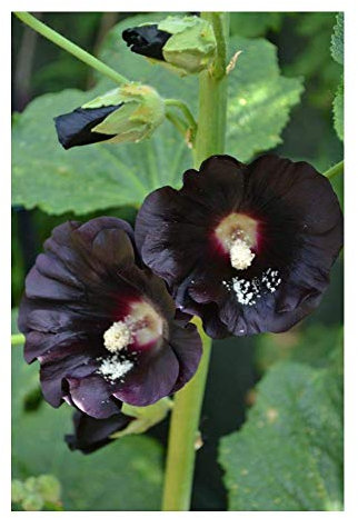 PREMIER SEEDS DIRECT - Hollyhock - Jet Black - 250 Finest Seeds - Perennial