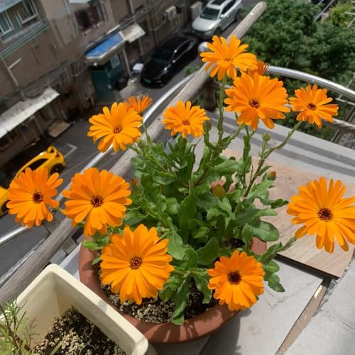 semi di calendula tappezzante perenne resistente di calendula perenne biologici aiuola decorativi resistenti balcone per luoghi soleggiati ornamentali 60pcs