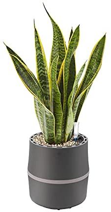 AIRY Luftreiniger System S inkl. Bogenhanf & 3-Liter Airy Base • Natürlicher Luftfilter beseitigt Schadstoffe, Allergene & Gerüche • Ideal für Räume mit ca. 10qm • 1317-613 anthrazit-grau