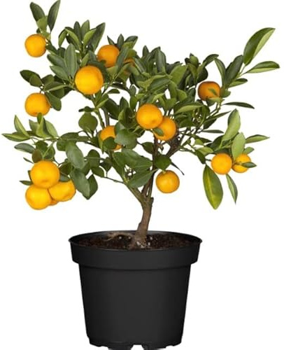 Árbol Naranjo Chino Natural Planta de Interior o Exterior
