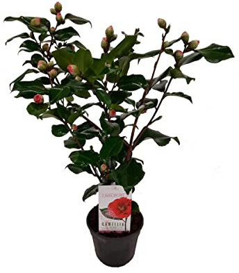 Camelia Natural Planta de Exterior con Flores de Colores