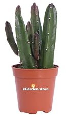 eGarden.store - Pianta vera di Stapelia Leendertziae - Altezza pianta: 8 cm Diametro vaso: 5 cm - Pianta grassa cilindrica ornamentale da arredo per la casa ie l'ufficio