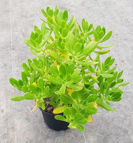 Sedum praealtum ssp. Praealtum/Orpin/Conteneur de 2 à 2.9 litres/Succulente
