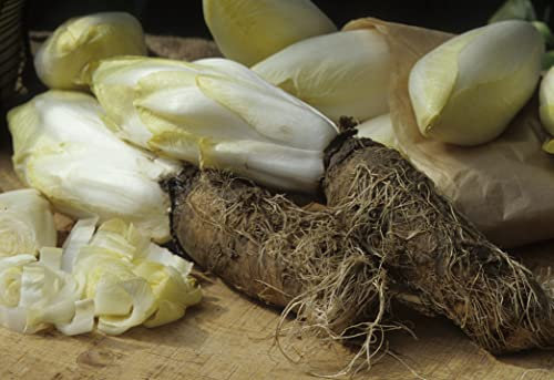 Lot de 500 Graines de Chicoree Witloof - variété produisant des endives lourdes et bien serrées - Semence reproductible - Qualité Gustative