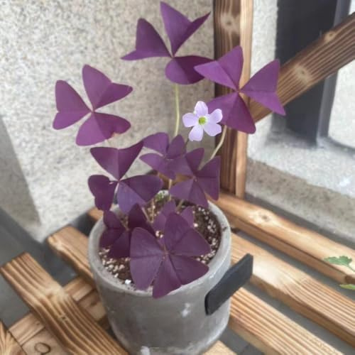 bulbos de oxalis triangularis - bulbos de perennes resistentes exóticas resistentes al aire libre - raras silvestres jardín decoración prado 18pcs