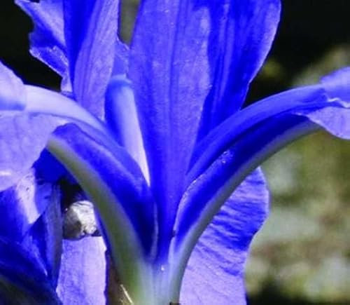 Lincolnshire Pond Plants Ltd - Marginal Aquatic Pond Plant - (Iris Laevigata) - 1Ltr