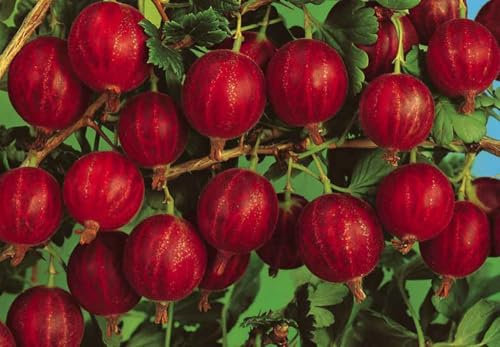 Uva Spina Rossa (Ribes uva-crispa) – Pianta da Frutto H ca. 60–80 cm in Vaso Ø18 cm – Frutti di Bosco Dolci e Diuretici – Coltivabile anche in Vaso – FOTO REALI