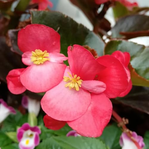 semillas de begonia variedades antiguas orgánicas Begonia trucha jardineros invernaderos de balcón interior decoración resistentes jardines 180pcs