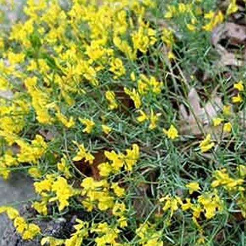 Genista Lydia- Genêt de Lydie 30-40 cm en conteneur