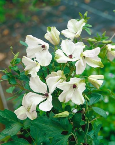 Clematis viticella 'Alba Luxurians' 100–150 cm – Winterhart & Mehrjährig & Pflegeleicht – Italienische Waldrebe – Kletterpflanze für Pergola & Rankhilfe