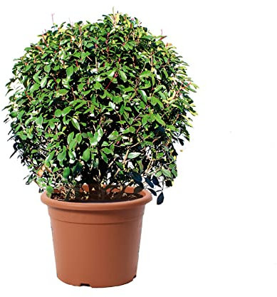 KENTIS - Photinia × Fraseri Red Robin en Forme de Sphère - Plantes de Haie Sempervirentes - Vraies Plantes d'Extérieur Résistantes - H 70-80 cm Pot Ø 30 cm