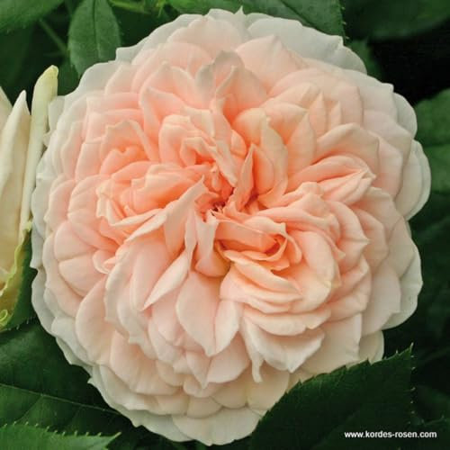 2 x Rosier - Rosa 'Garden of Rosiers' pot 25-30 cm - Le rosier buisson compact au charme nostalgique