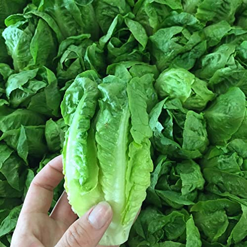 Vegetable Lettuce Little Gem - 2500 Seeds + Plant tag + Freebie - Cos Type Romaine Lettuce Early Variety