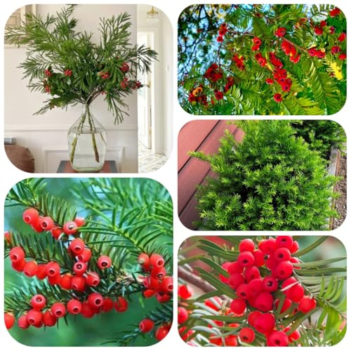 semillas de taxus baccata - resistentes ción de interior jardín perennes resistentes balcón, ornamental 40pcs