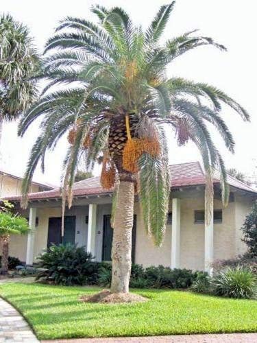 Phoenix canariensis canarien Dattier 10 graines