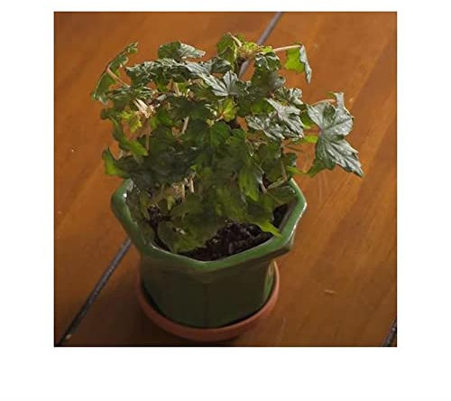 Pcs - 10x Begonia Dregei Begonia Partita Fleurs Jardin Plantes - Graines ID329 - Seeds & Plants Shop by Ipsa