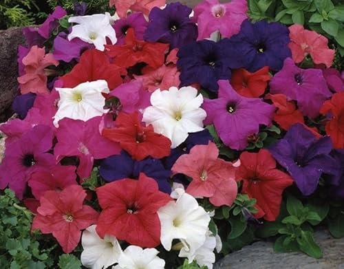 PETUNIA NANA LIMBO MISCUGLIO NR.50 SEMI