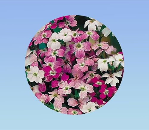 250 graines de Giroflée de mahon - cheirantus maritima - Virginia Stock, plante Vivace - mixtes