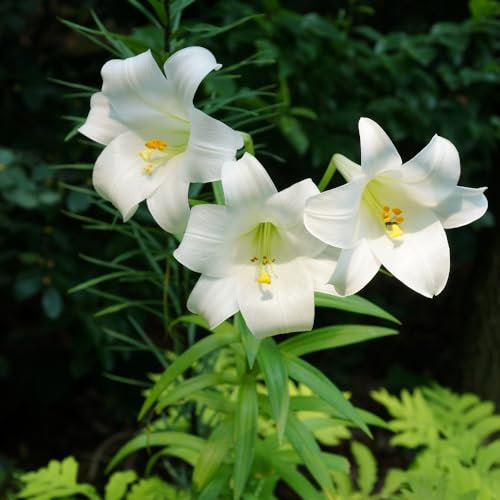 2 x Lily Bulbs 'Giant Longiflorum White'. Spring Planting Bulbs. Summer Flowers.