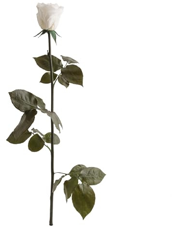 ROSEMARIE SCHULZ Heidelberg Infinity Rose Weiß - echte ewige Rose mit Stiel 45-50cm lang haltbar 3 Jahre - Blumen weiße Deko Geschenke zur Hochzeit