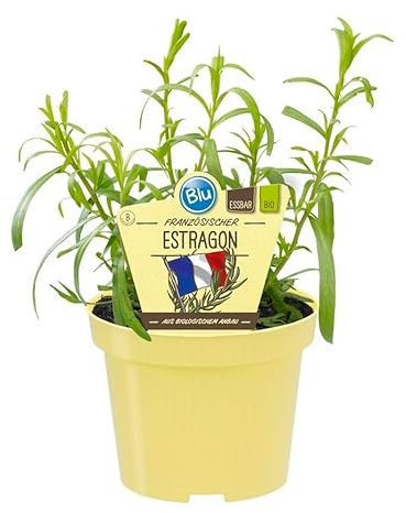 Artemisia dracunculus - Estragón francés de calidad orgánica en maceta de 12 cm