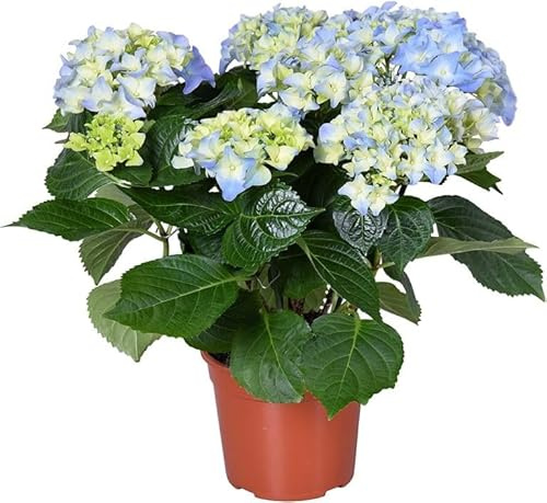 Planta Viva de Hortensia Azul en Maceta – Blue Hydrangea Natural Ideal para el Jardín o el Balcón