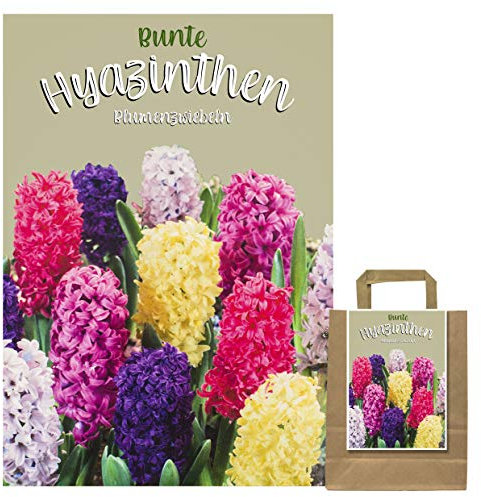 Set aus 15 Hyazinthen Zwiebeln MIX in Geschenkverpackung - winterharte Knollen - Frühjahrsblüher Blumenzwiebel Hyazinthe (15 Zwiebel Hyazinthen mix)