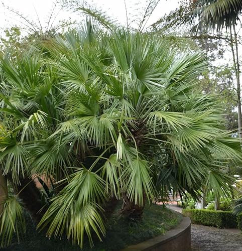 Chinesische Hanfpalme 60-80cm - Trachycarpu fortunei - lebende Pflanzen aus der Baumschule