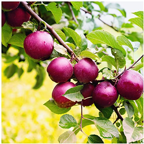 Spartan Apple Tree 4-5ft Tall,Self-Fertile,Refreshing & Sweet 3fatpigs®
