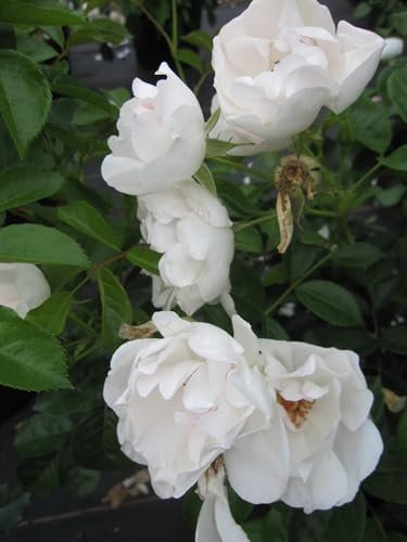 Rosa Dominique Loiseau ® - Beetrose - Delbard Rose