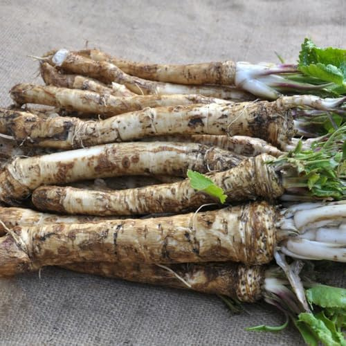 semi di rafano biologici, copertura del terreno, varietà antiche 50pcs