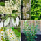Piante di lauroceraso - semi balcone rialzato Lauroceraso piante erbacee erbe piante giardino piante siepe piante resistenti da balcone piante resistenti all'esterno pianta in vaso 400pcs