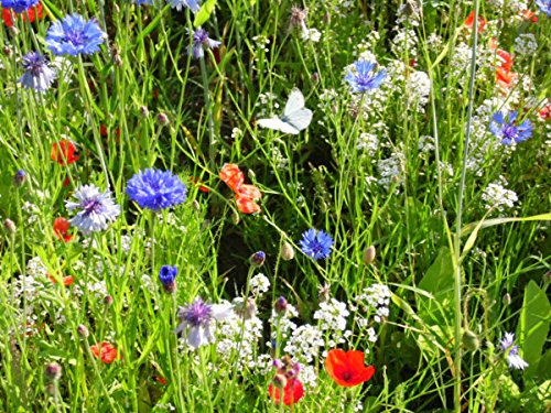 5-6 m² Blumenmischung Das blühende Kornfeld Blumenmischung Blumensaat Kornblumen Bienenweide Mohnblumen