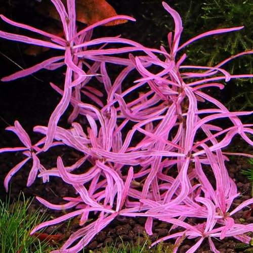 K2AQUA Hygrophila araguaia sp chai Pink Lady 1 stem Aquatic Plant Aquascaping