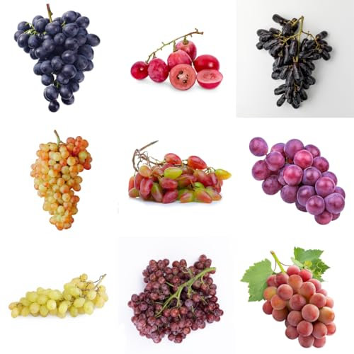 weintrauben pflanzen winterhart samen,trauben pflanzen - obst, gartenpflanzen weinreben kaufen extrem winterharte kübelpflanzen, alte sorten saatgut hochbeet, säulenobst winterhart 120pcs