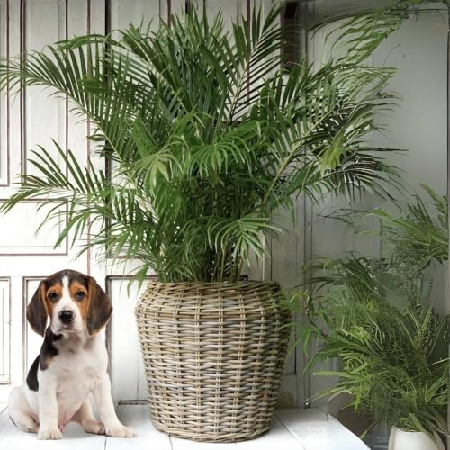 LEBENSwohnART Pflanzkorb BÜSUM Natural Grey ca. 50cm Natur-Rattan Korb Übertopf Aufbewahrungskorb