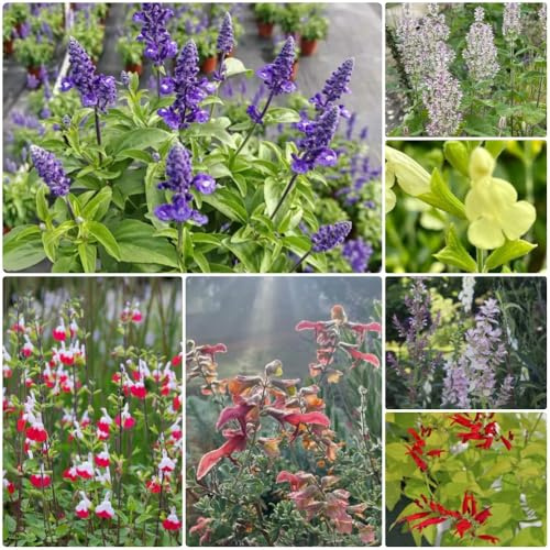Semillas de salvia, semillas para camas elevadas Salvia japonica, perennes Semillas de variedades antiguas 650pcs