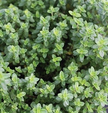100 semi di aromatico del timo del limone SF122 (Thymus pulegioides)
