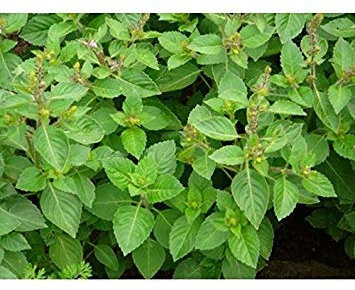 Potseed Germination Les graines: 100 - Graines: Girofle parfumée au Basilic graines - a Une Odeur de Clou de Girofle et de Menthe. !!!!!