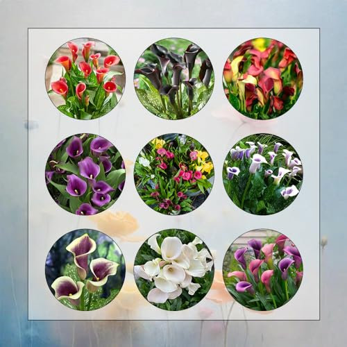 6 Pcs Calla Lilie Zwiebeln, Calla Zwiebeln Winterhart, Frühlingsblüher Zwiebeln, Seltene Pflanzen Calla Blume Knollen - Zantedeschia Aethiopica - Frische Blumen, Gartendeko Für Draußen