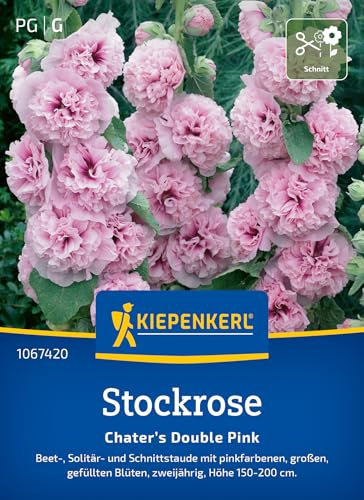 Kiepenkerl Stockrosensamen Chater’s Double Pink 1067420 – Große gefüllte Blüten, ideal für romantische Blumenarrangements – Wildblumensamen, Blumenwiese