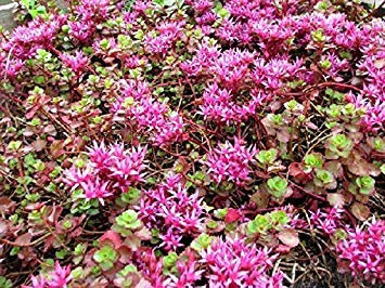 vegherb 500 Seeds of Orpin Sf234 (Sedum Coccineum)