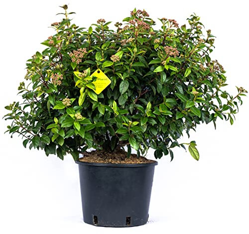 Plantì VIBURNUM TINUS Lentaggine. Arbusto rustico pianta decorativa sempreverde da esterno, vaso 24cm. Piante vere da esterno per giardino e terrazzo. 6 mesi di concimazione con sistema Plantì