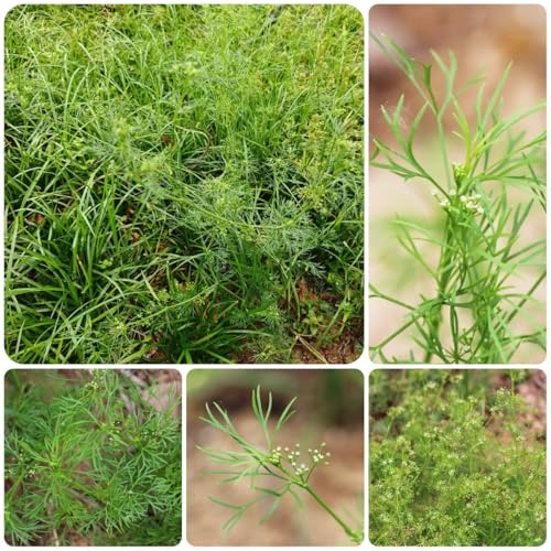 perifollo de interior raras perifollo de jardín interior sostenibles orgánicas cubrir el suelo invierno, Cultivo 300semillas