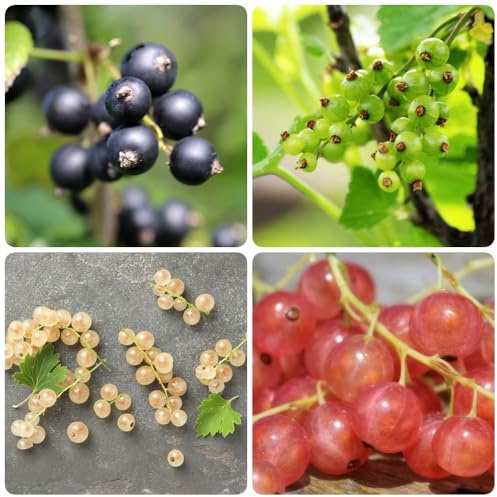 Semillas de grosella espinosa, semillas de grosella, exóticas resistentes exóticas 80pcs
