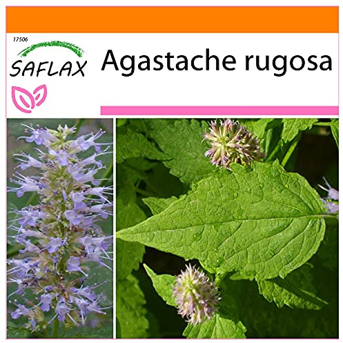 SAFLAX - Jardin dans le sac - Menthe de Corée - 1200 graines - Agastache rugosa