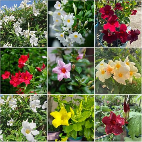 semi di dipladenia di balcone resistenti semi esotici resistenti, le scalatrici sono giardino - rari 15pcs