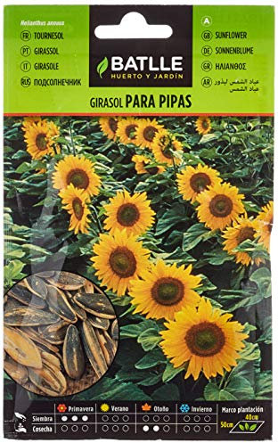 Graines aromatiques de Batlle - Tournesol (Seeds - 30cm), Blanche